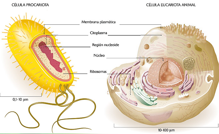 6 CIENCIAS: 4 Lección: La célula Procariota y Eucariota: La célula